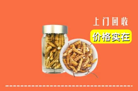 收购资讯:朔州市右玉回收散虫草