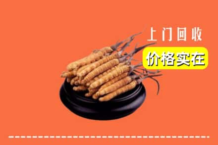 朔州市右玉回收冬虫夏草